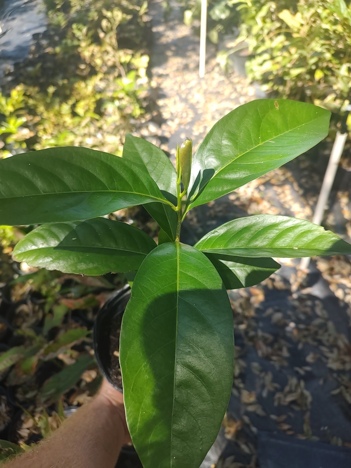 Black Sapote (One Gallon Pot) free shipping