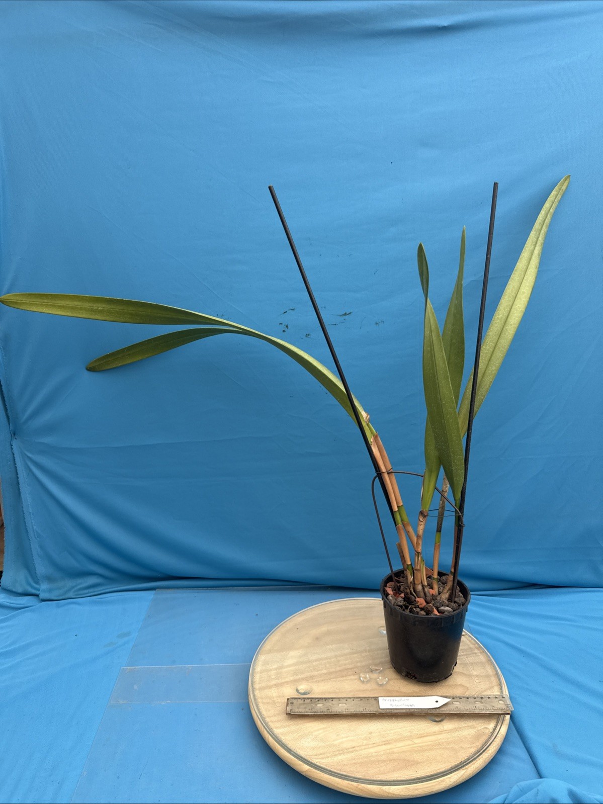 Arpophyllum giganteum Orchid Purple BS Mexican Species 5.5” Pot New Division