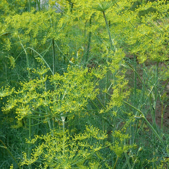 Dill Mammoth Long Island Seeds 500+ Anethum Graveolens Herb Spice USA FREE S&H