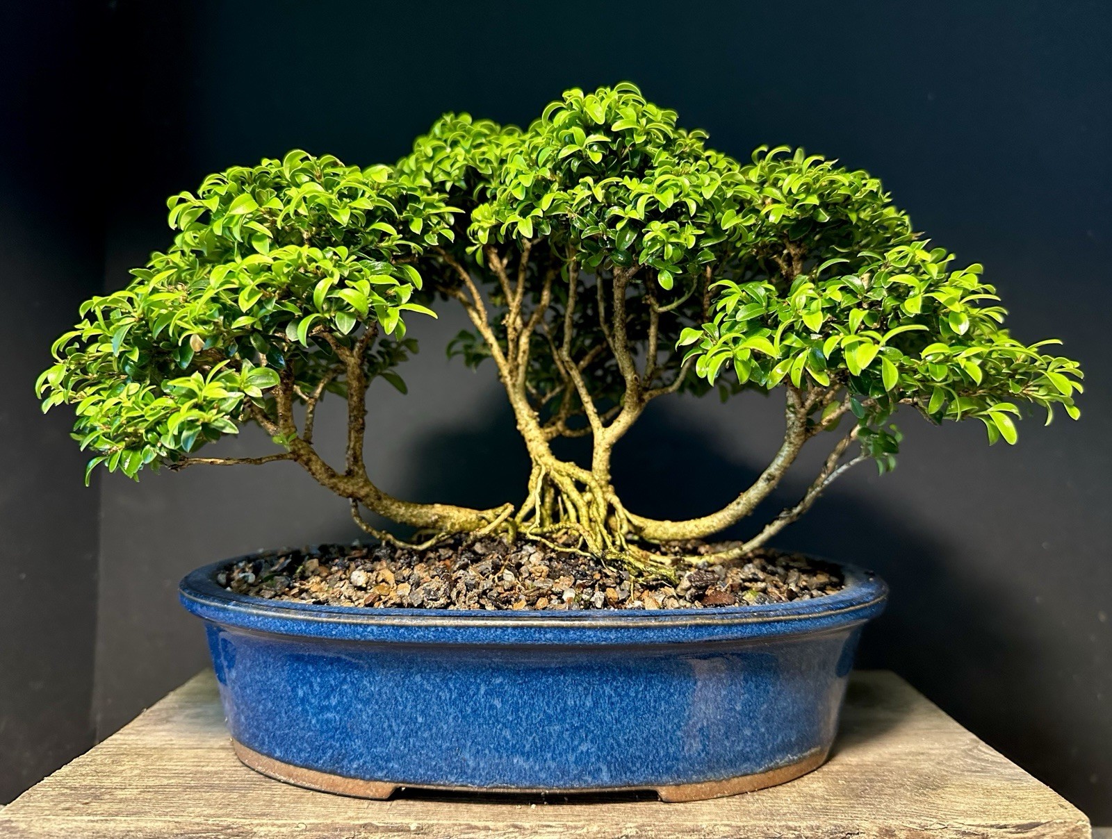 Bonsai Tree Kingsville Boxwood Forest Group 8” Tall Blue Glazed Japanese Pot