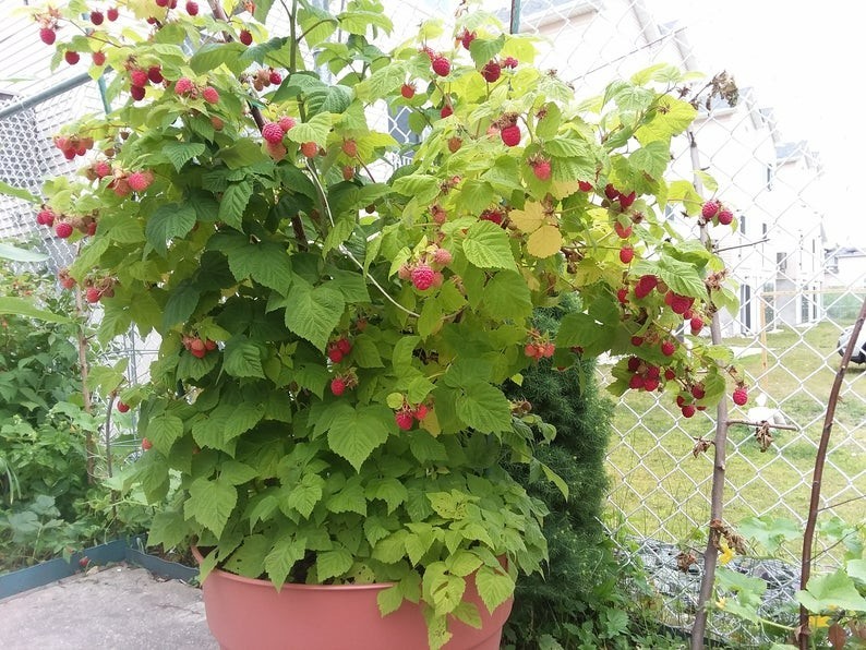 3 Raspberry Plants “Caroline” Large, Sweet Berries(3 Lg Bare Root Canes)Zone 3-8
