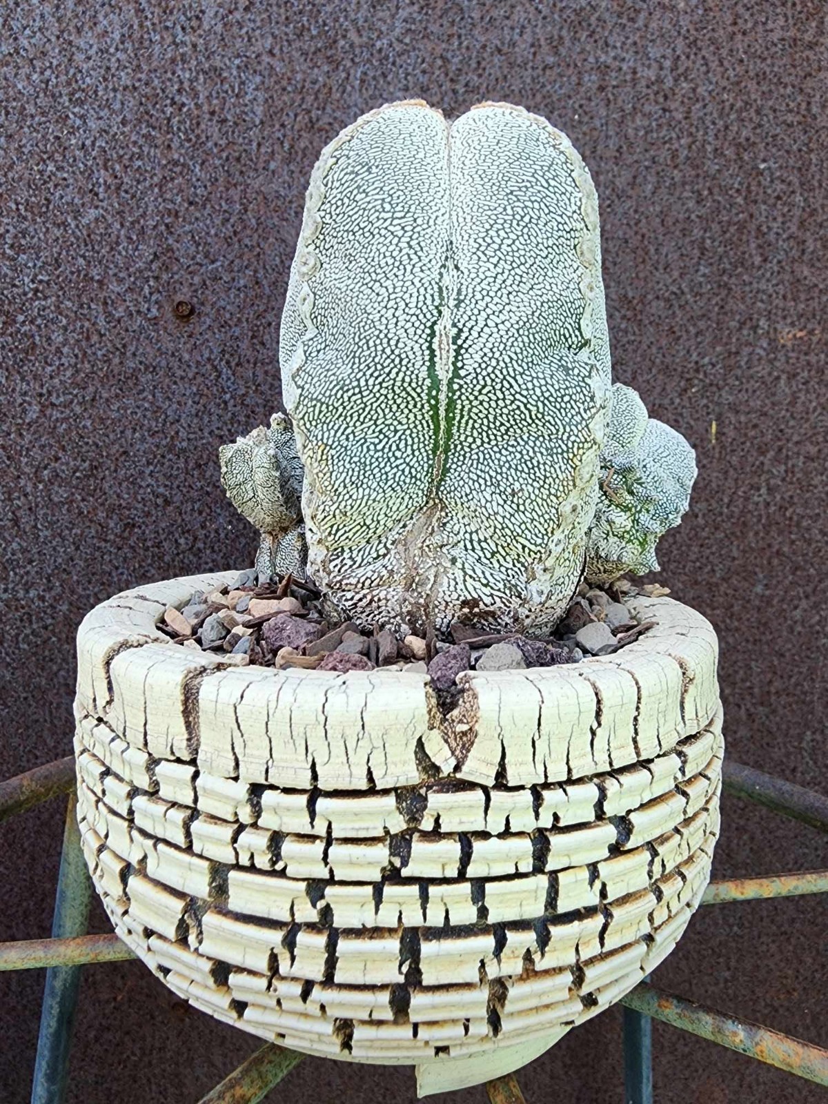 Astrophytum Myriostigma cv. Onzuka with pups! Rare Cactus – Japan – Exact