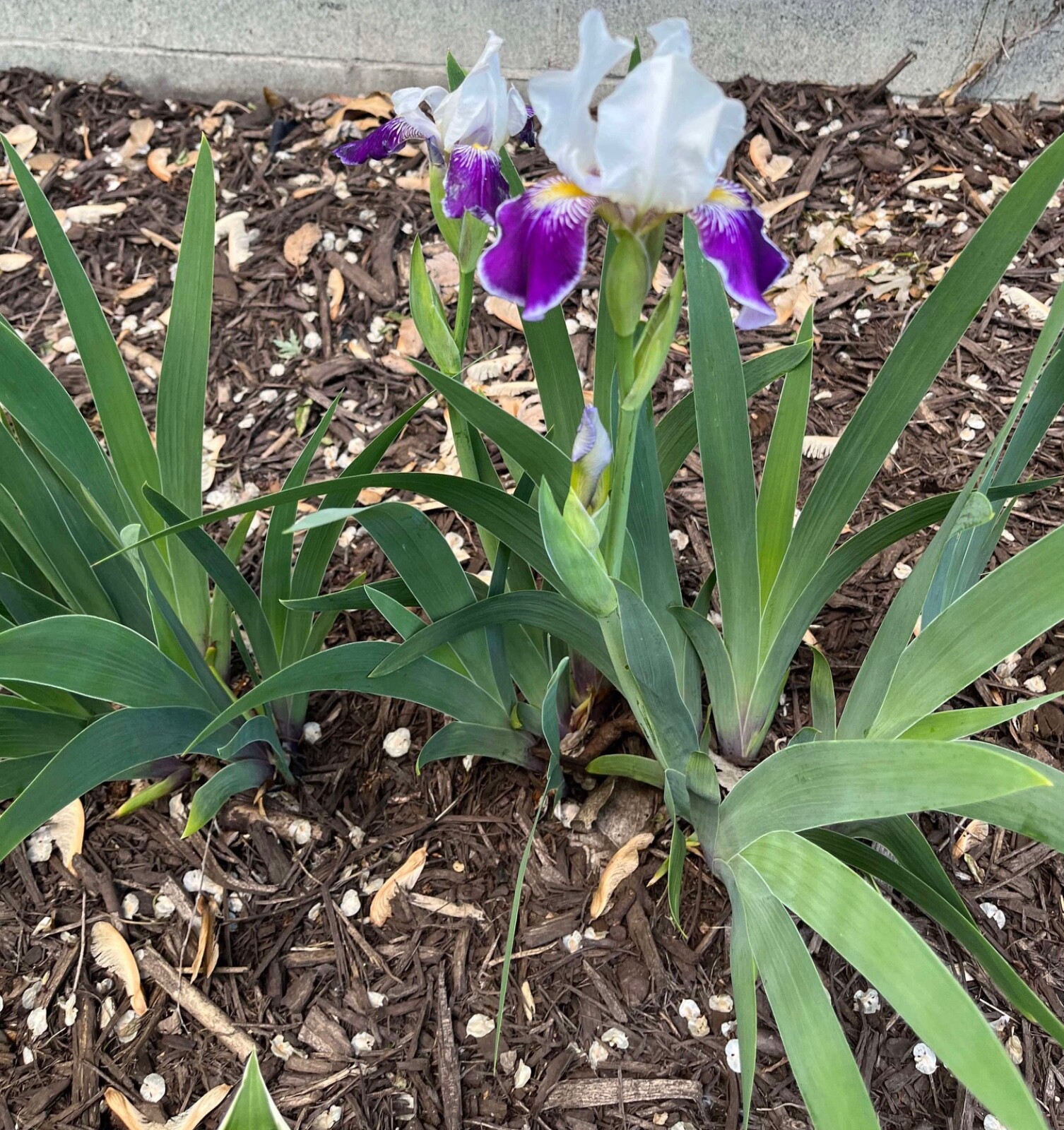6 – MIXED white /purple COLORS BEARDED IRIS Bulbs/Rhizomes FRESH – Perennial
