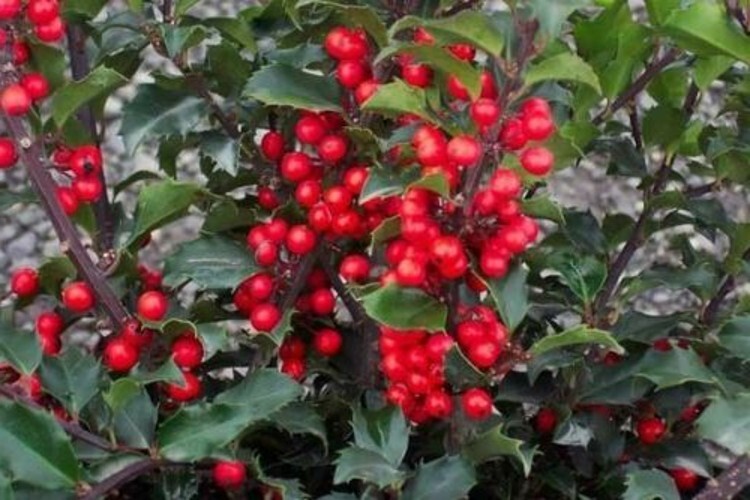 Holly Bosts Bright Reds Berries Green Foliage Gardens Live Plant 6-12″ Quart Pot