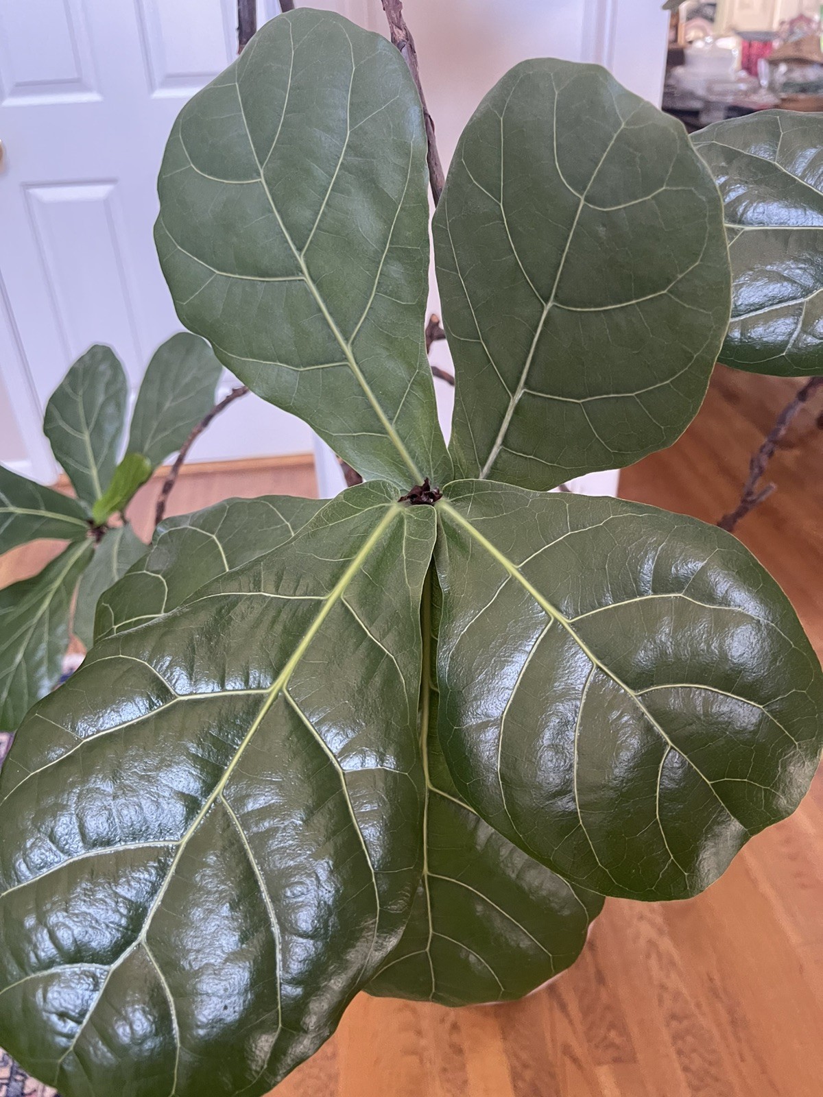 LIVE FIDDLE LEAF FIG TREE WITH POT
