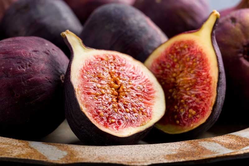 1 Violette de Bordeaux Fig Tree Ficus carica Starter Plug