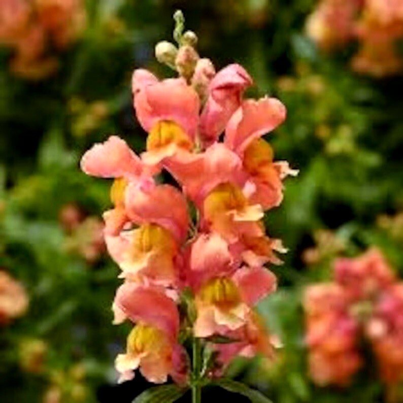 20 + Beautiful Fluffy Snapdragon Flower Seeds / Spring/ Summer/colorful Mix