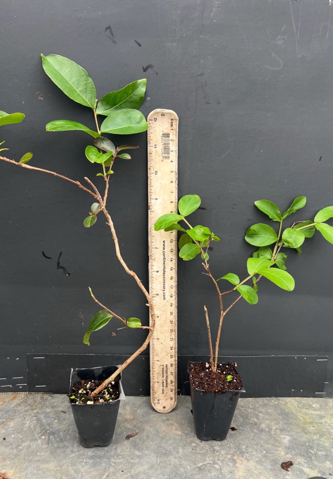 Raspberry Sunday Crape Crepe Myrtle Starter Lagerstroemia Small STARTER Plant