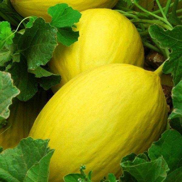 Canary Melon Seeds 25+ Yellow Fruit Cucumis Melo Heirloom NON-GMO FREE SHIPPING