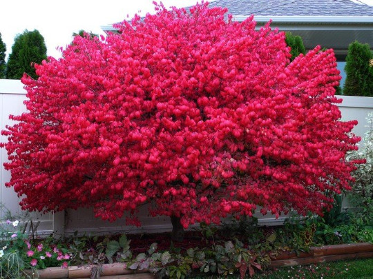 Dwarf Burning Bush plant 4″ pot Hardy Shrub (Euonymus alatus)