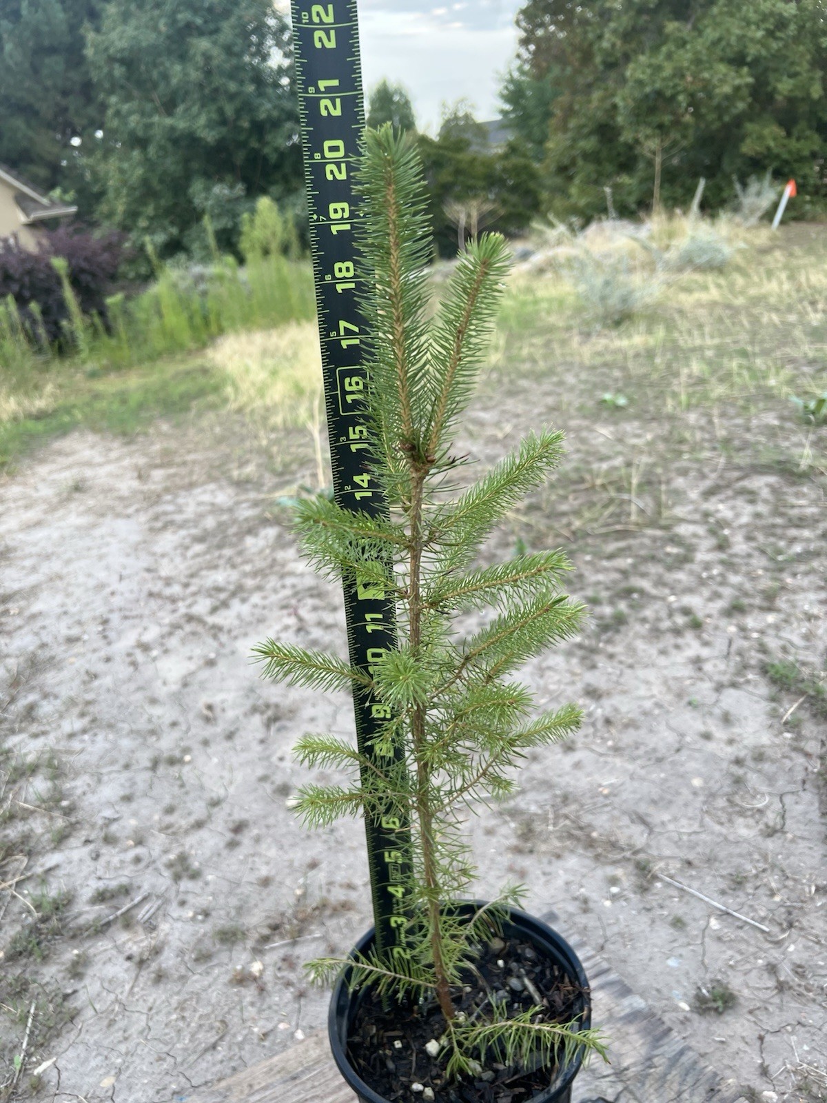 Norway Spruce Tree Seedlings Ready To Plant