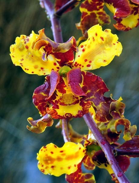 FLORIDA NATIVE COWHORN ORCHID SPECIES Cyrtopodium punctatum 3″ pot