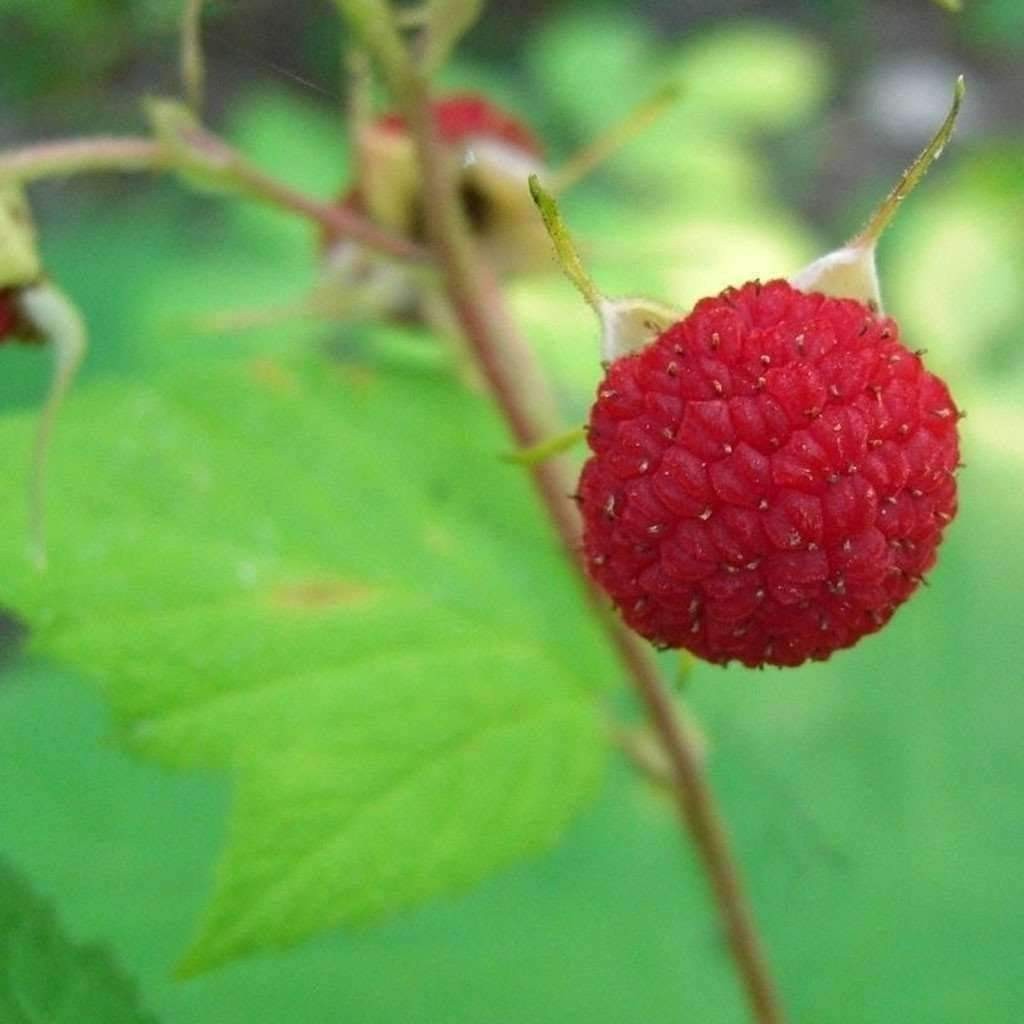 1 Thimbleberry raspberry. Thornless starter plant. Zones 3-8. •