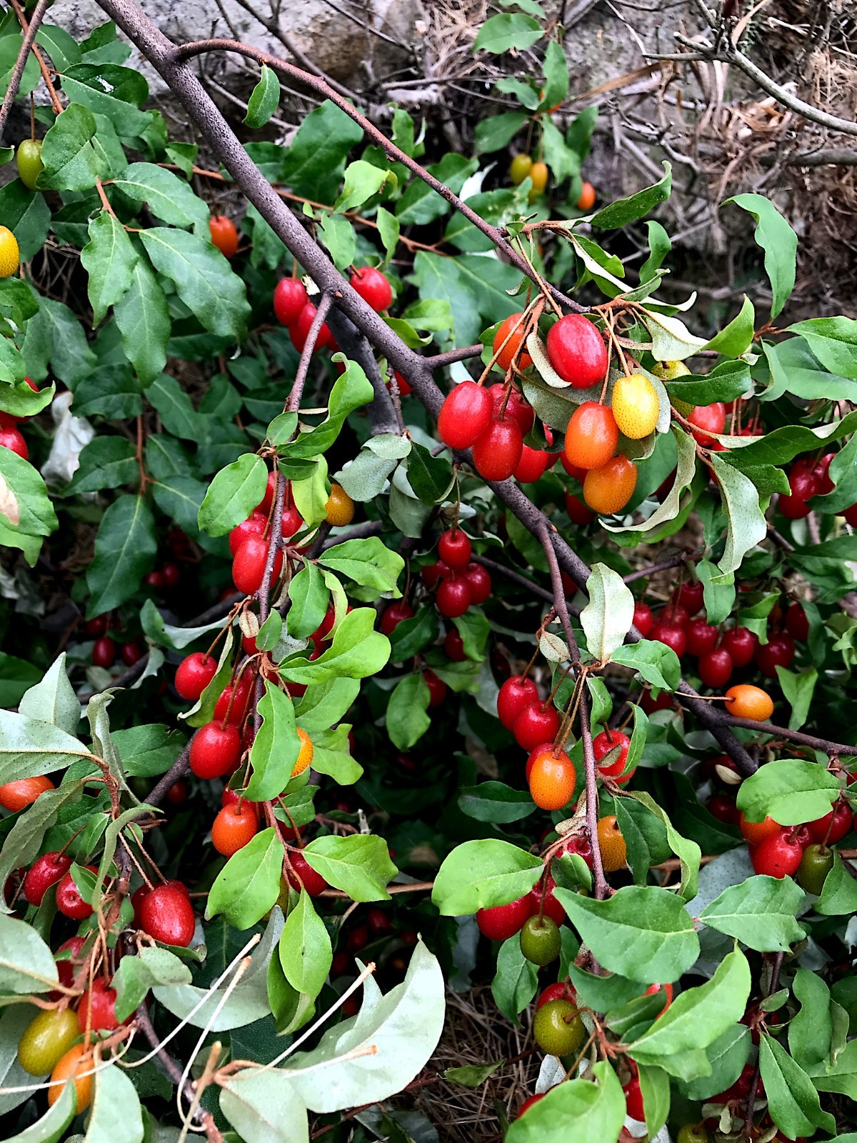 Goumi Berry Tree Seeds Elaeagnus multiflora Rare Hardy Cherry Silverberry Fruit