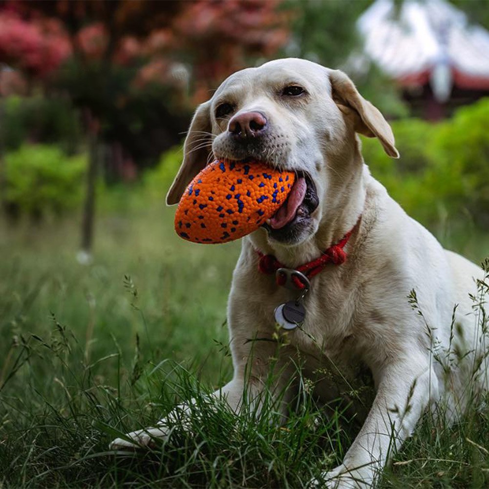 2 Piece Dog Ring Set 23cm + 12cm – Lightweight For Throwing and Chasing