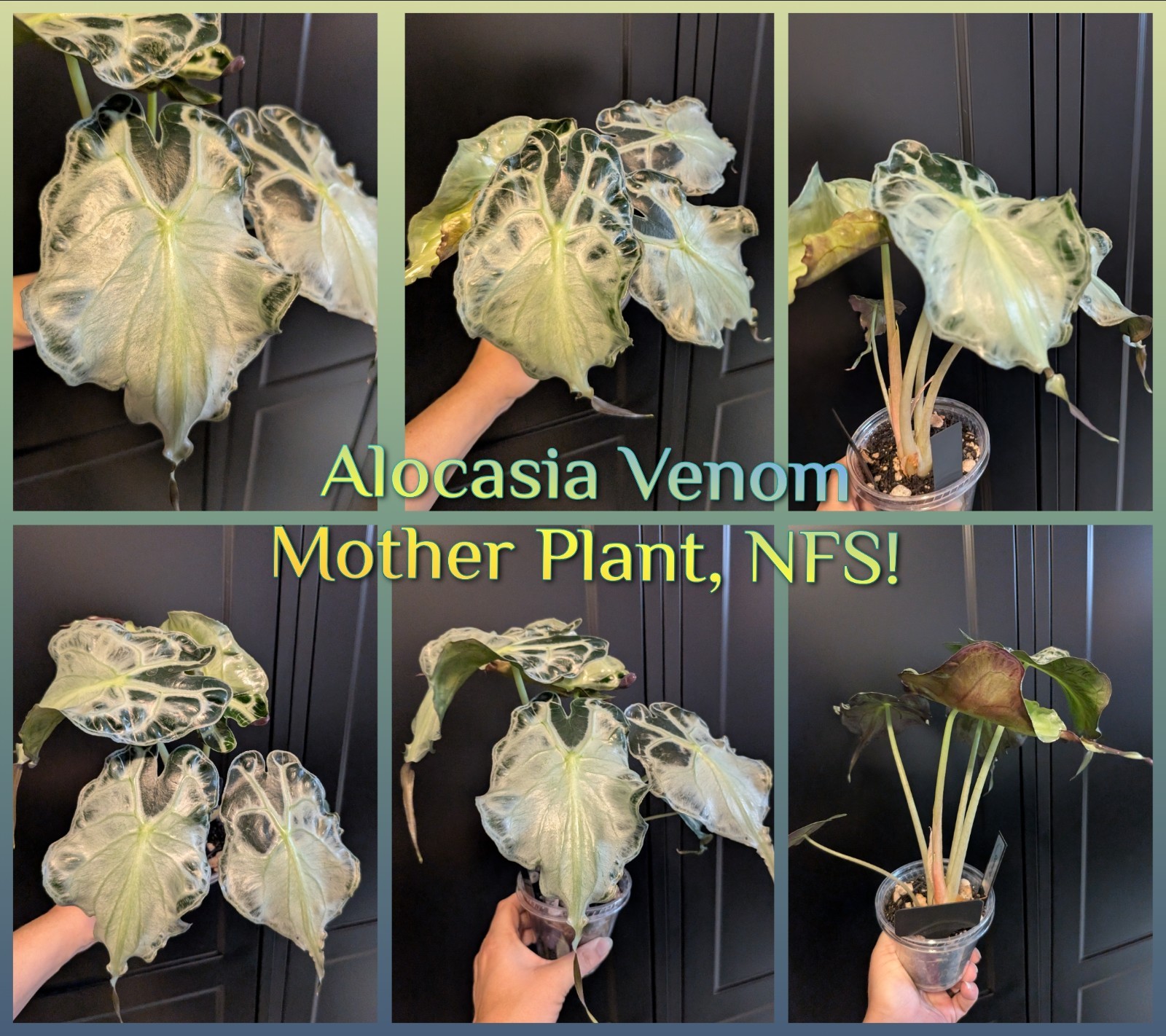 🪴Alocasia Venom- 1x Small CORM, No Roots- 2 Avail.- Growers Choice
