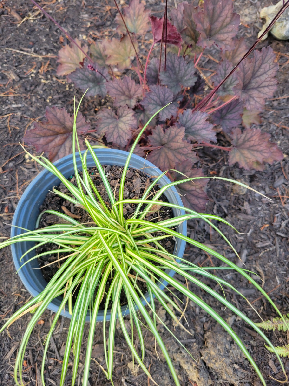 Variegated Sedge Grass Carex Evergold Excellent With Burgundy Plants