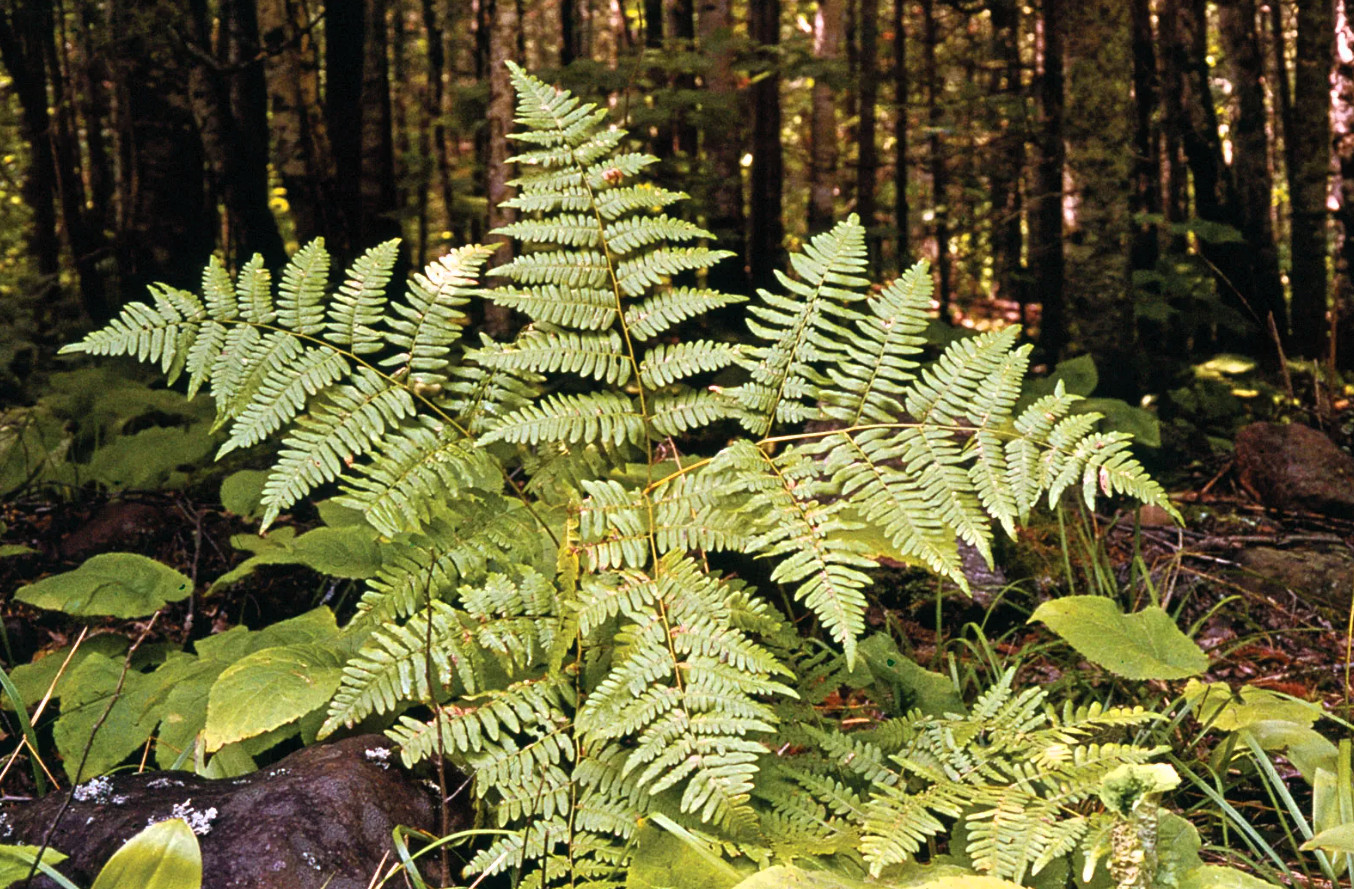 Bracken Fern Bare Root Live Plant – Outdoor Garden Plant Pteridium aquilinum