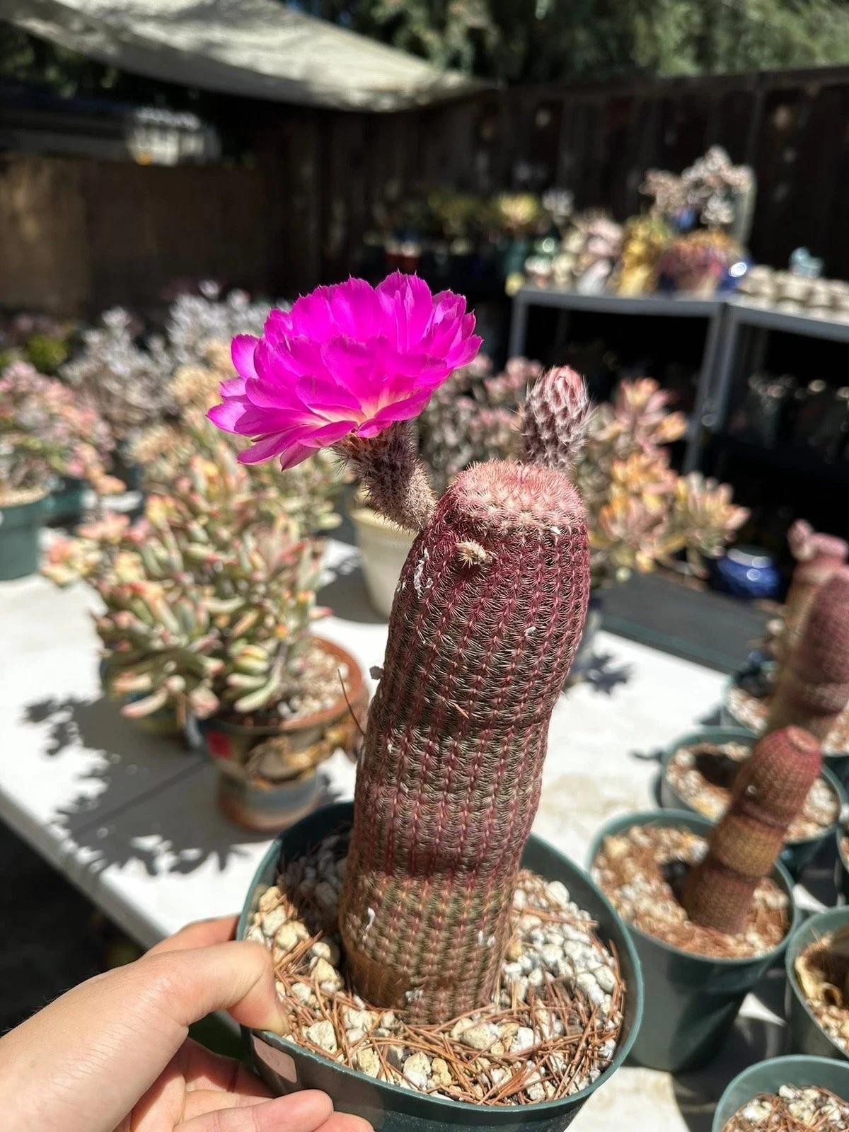 Echinocereus rigidissmus rubispinus Rainbow Hedgehog Cactus Succulent Plants