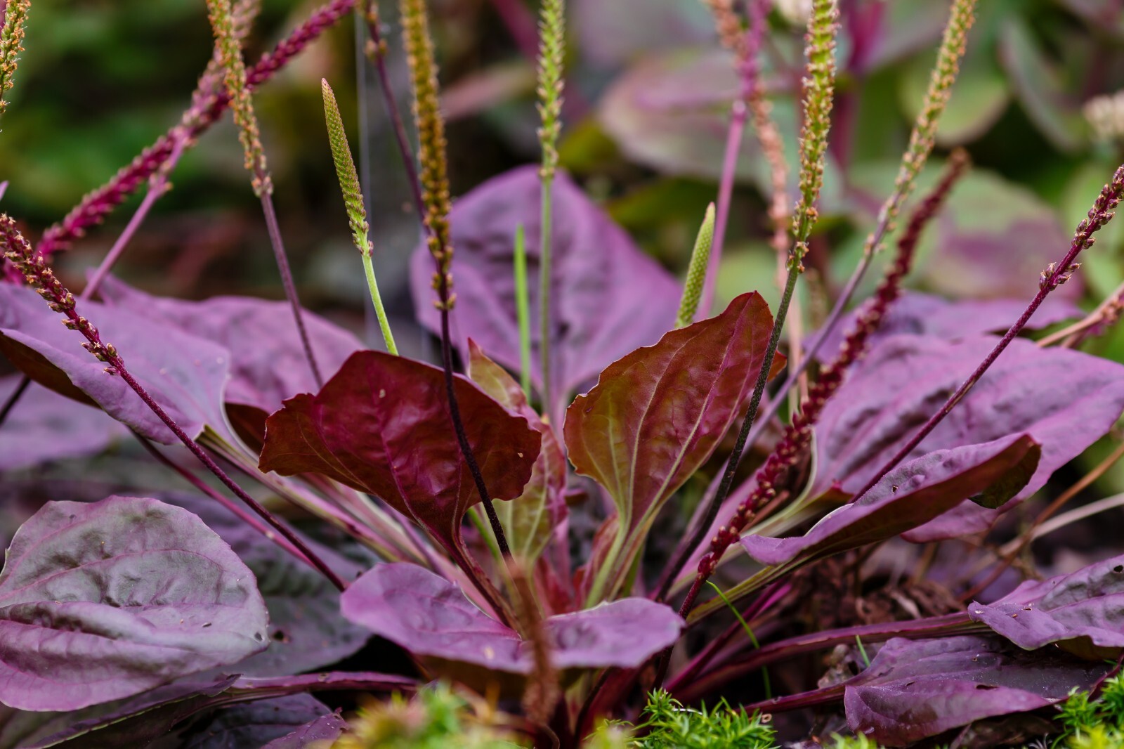 PURPLE PLANTAIN 100 SEEDS, PLANTAGO MAJOR PURPUREA, HARDY, EZ TO GROW HERB