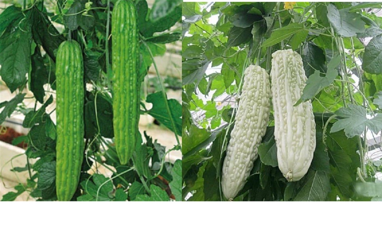 Green/White Skin Long Bitter Gourd Seeds Bitter Melon Ku Gua Asian Vegetable