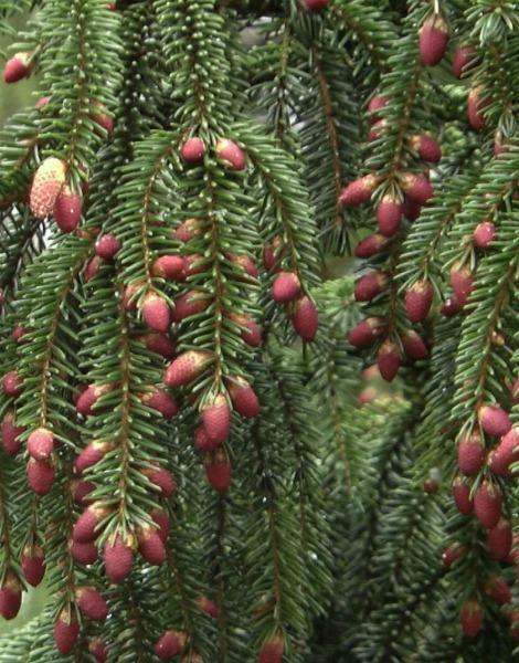 Picea orientalis | Oriental Spruce | Caucasian Spruce | 20 Seeds