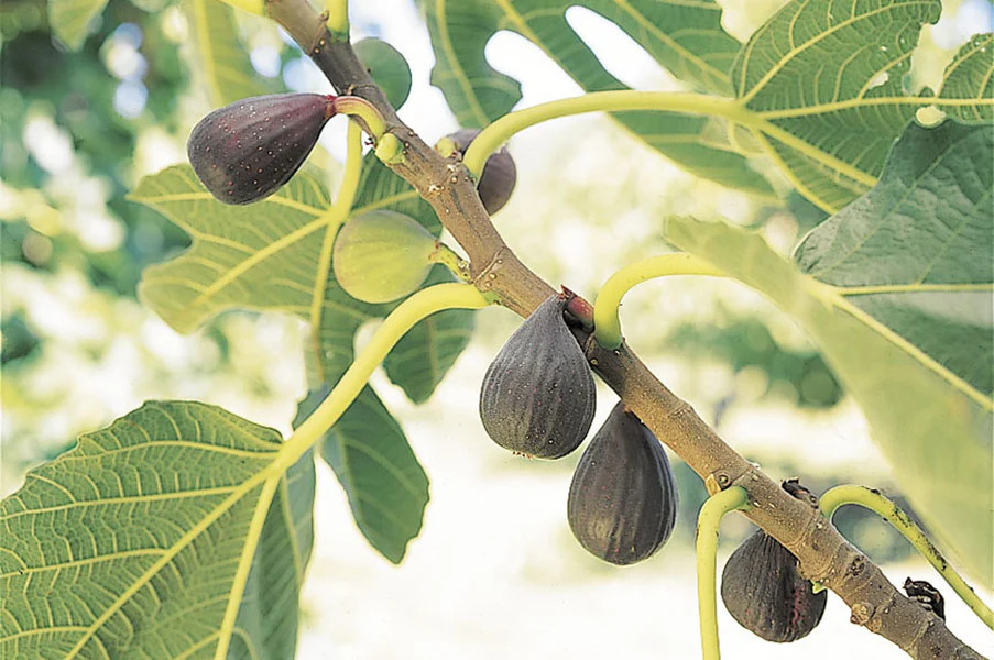 1 Violette de Bordeaux Fig Tree Ficus carica Starter Plug