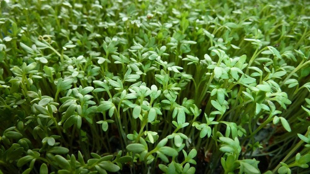 Cress Herb Seeds, Curled Cress Herb Seeds, “COOL BEANS N SPROUTS” Brand. Home G