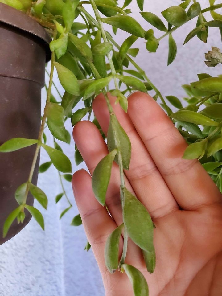 Succulent Cotyledon pendens 3 pcs unrooted cuttings -Live Plant