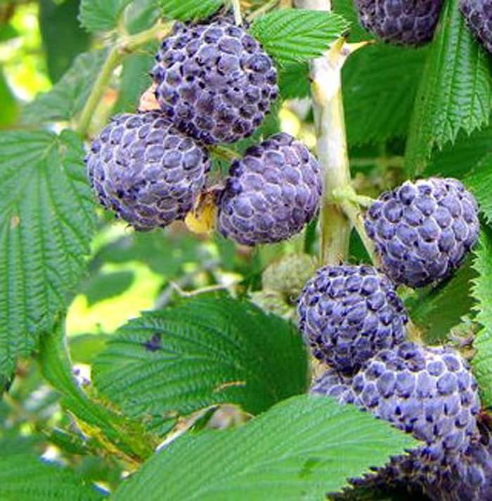 1 Mysore Black Raspberry Starter Plug Rubus niveus