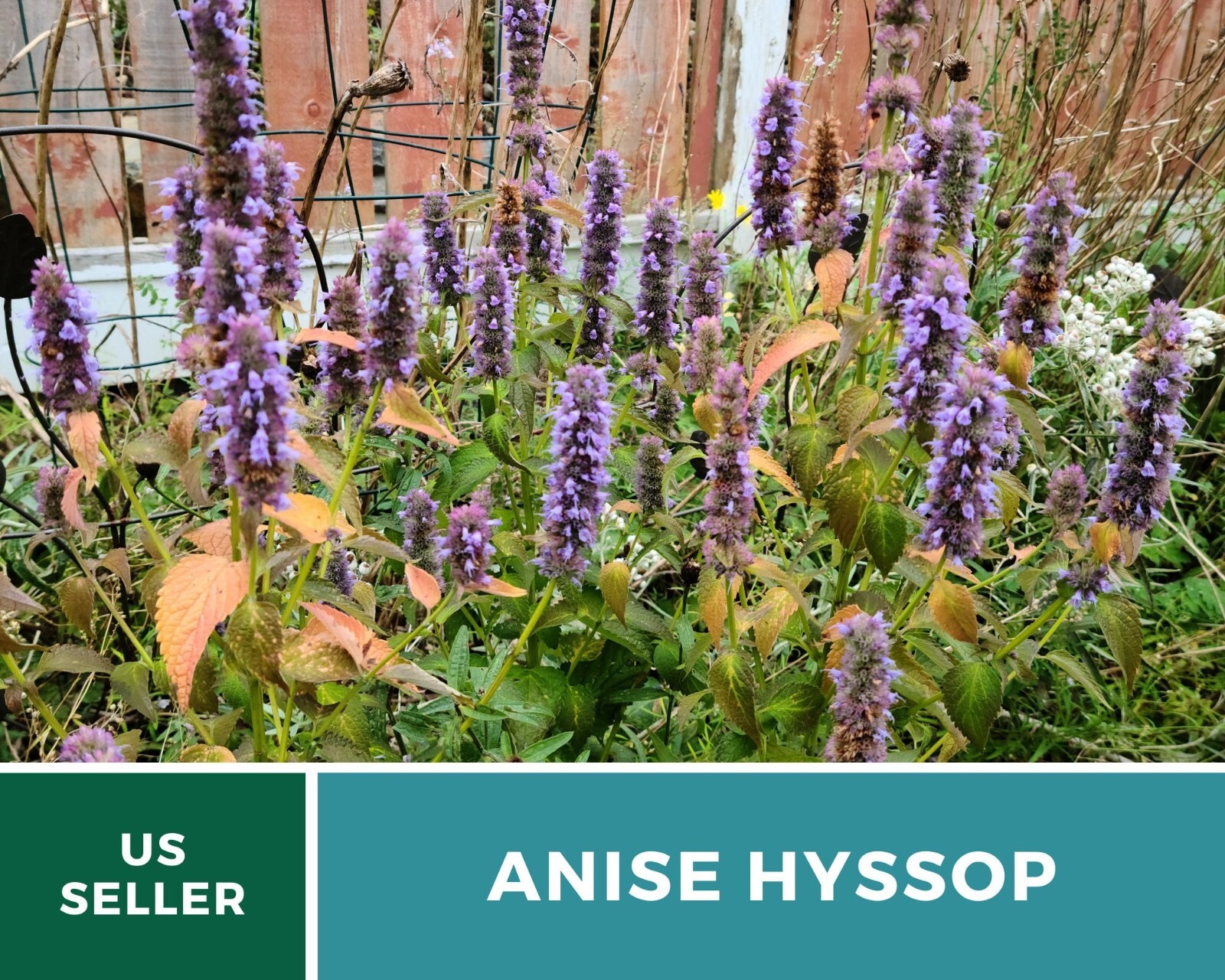 Hyssop, Anise – 200 Seeds – Culinary & Medicinal Herb – Agastache foeniculum