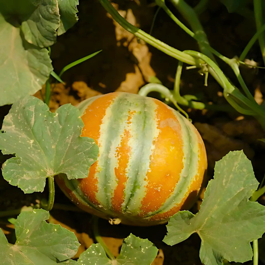 Fresh Kajari Melon Seeds | Dheli Melon | Heirloom Non-GMO | Fresh Fruit Seeds