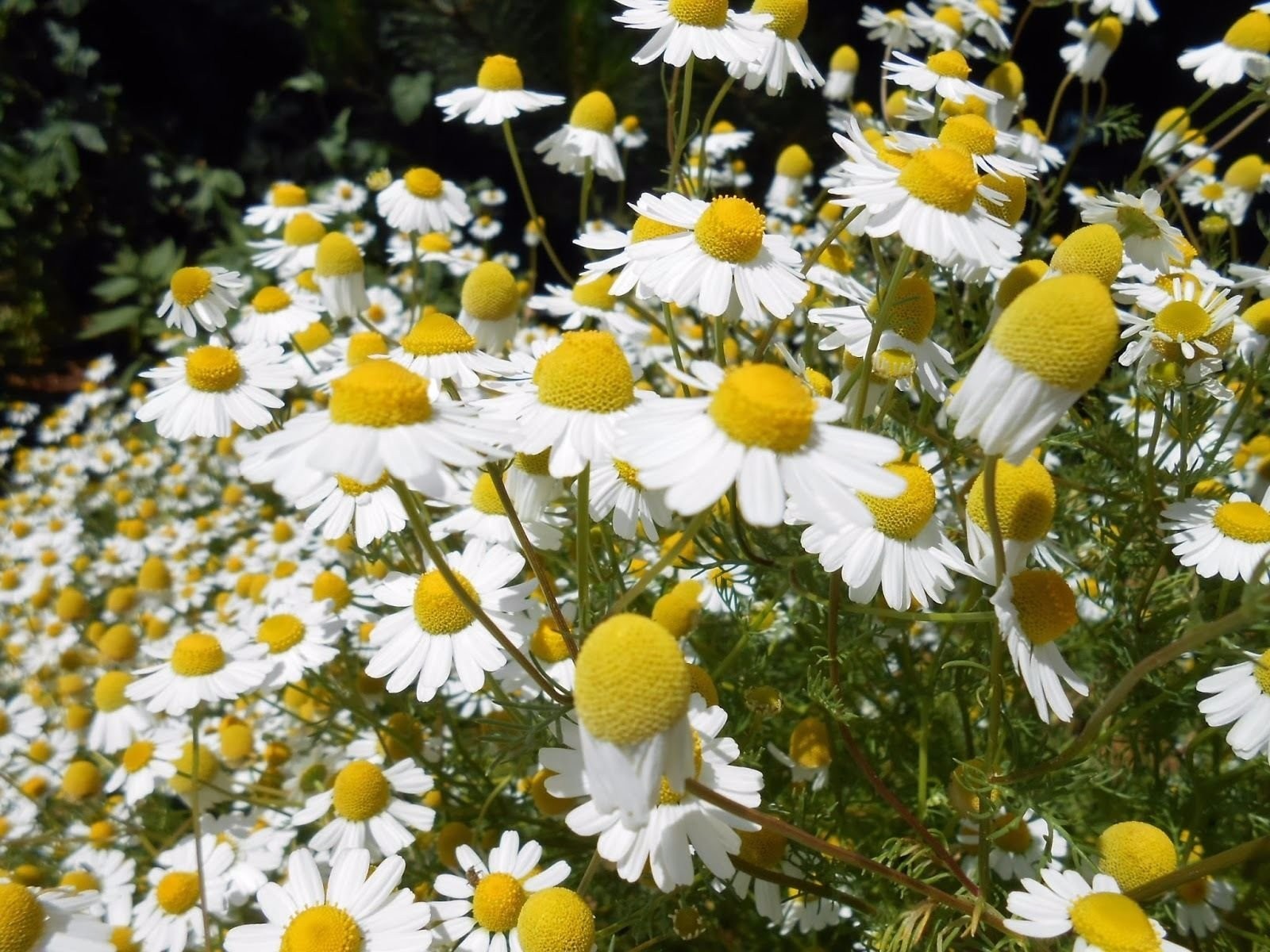 German Chamomile Seeds, NON-GMO, Herbal Tea, Scented Mayweed, FREE SHIPPING