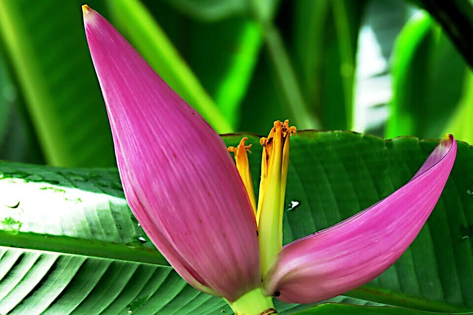 10 Pink Dwarf Banana Tree Fruit Plant Seeds (Musa velu.) Rare Fast Hardy-Zone 7b
