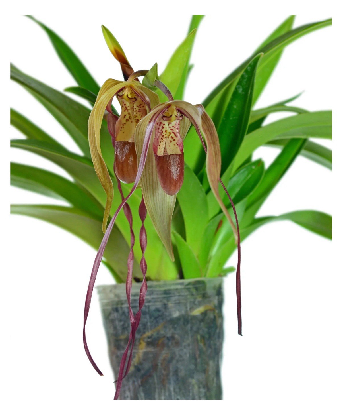 Phragmipedium Wossner Supergrande Olive Green Red Orchid 3 Growths 3.5” Pot