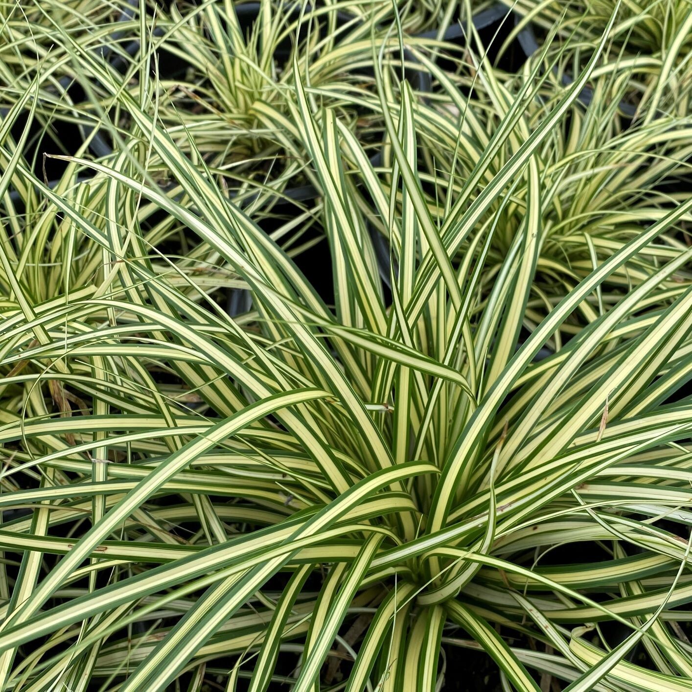 Variegated Sedge Grass Carex Evergold Excellent With Burgundy Plants