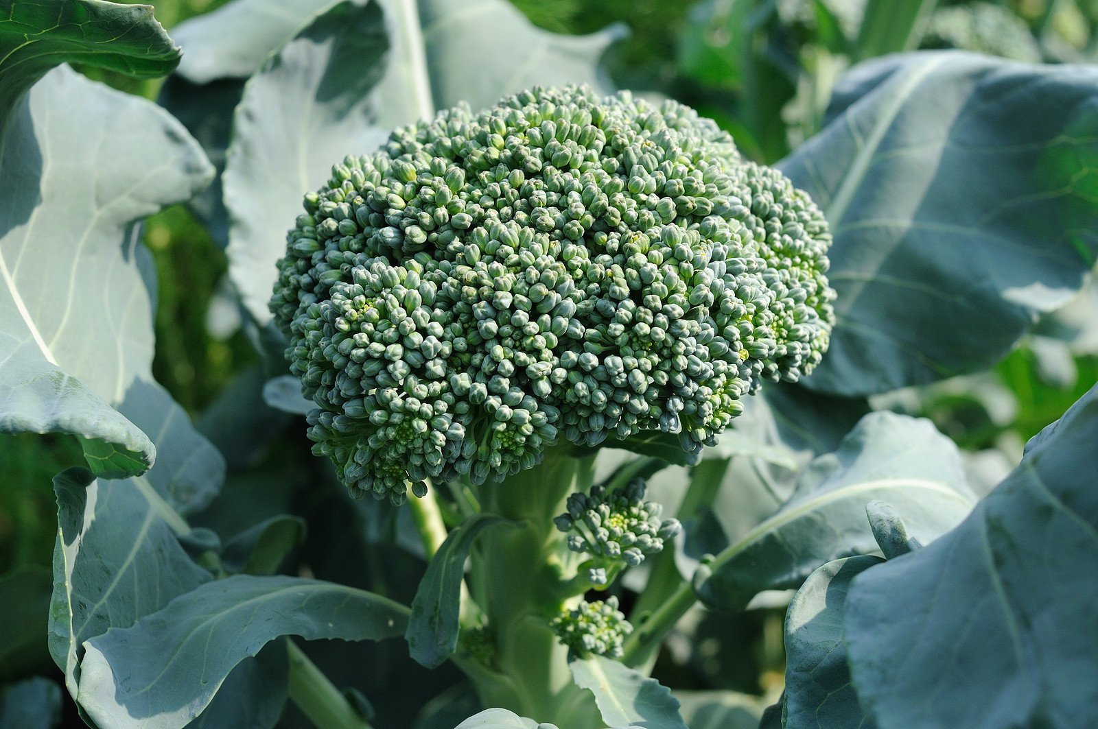 Waltham 29 Broccoli Seeds, NON-GMO, Easy to Grow, High Yields, FREE SHIPPING