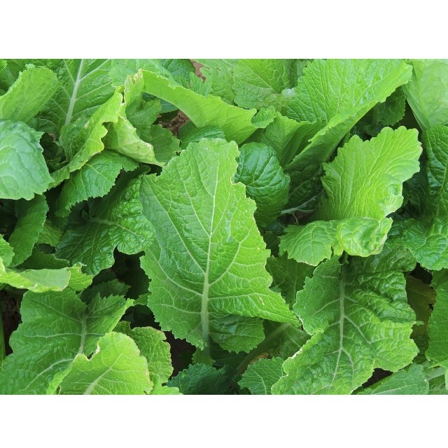 2000 Florida Broadleaf Mustard Seeds | NON-GMO Heirloom USA Seller