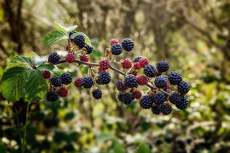 1 Mysore Black Raspberry Starter Plug Rubus niveus
