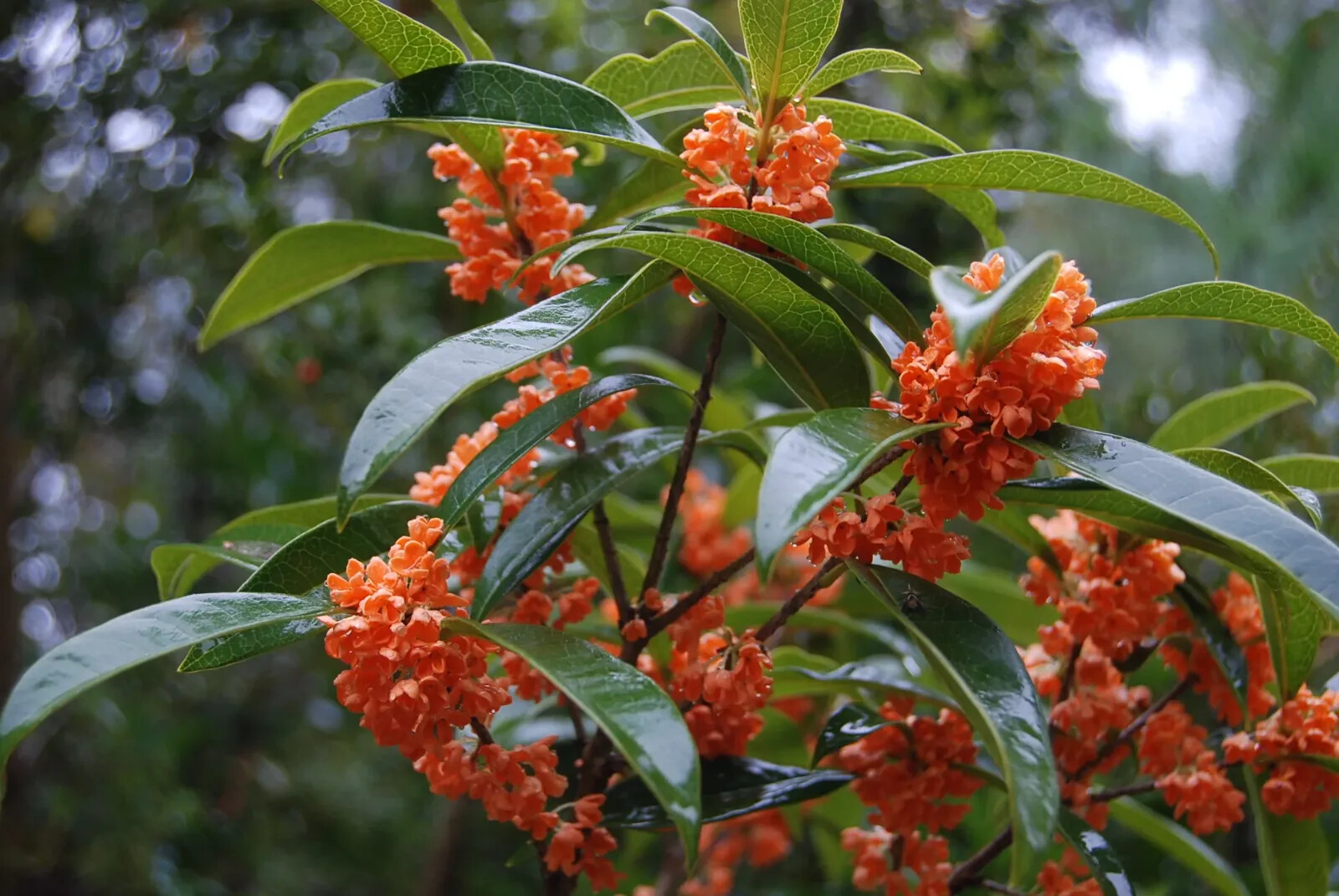 ~APRICOT ECHO~Fragrant Tea Sweet Olive Osmanthus fragrans~rooted starter plant