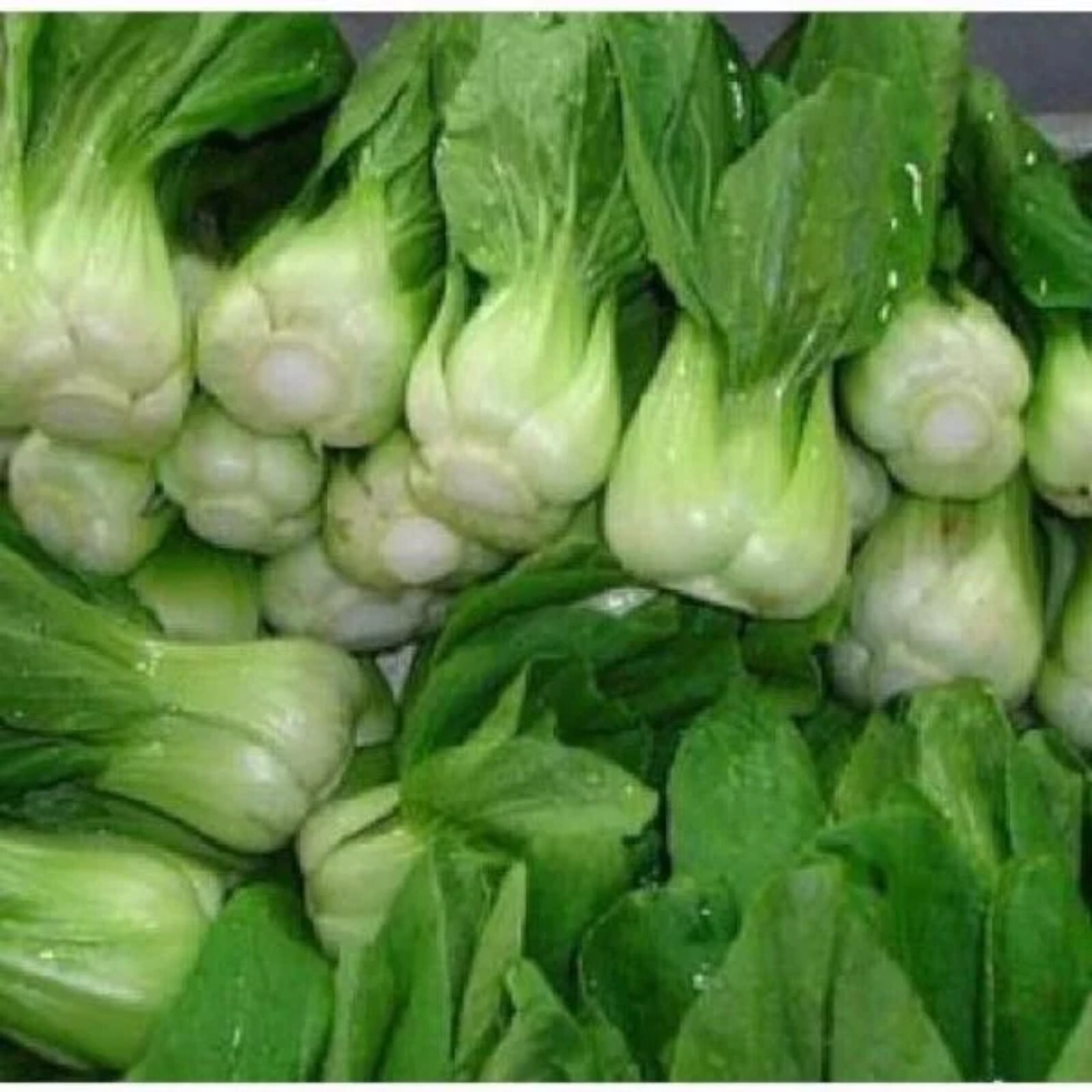1000pcs ‘All Year Round’ Chinese Cabbage Seeds – Heirloom & Organic, Non-GMO