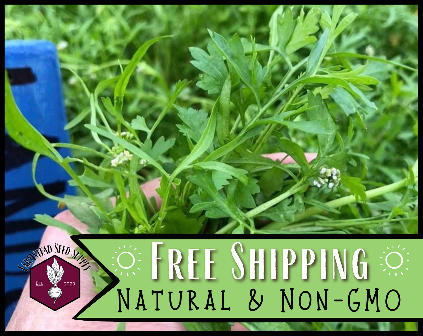 1,500+ Curled Cress Seeds | Asian Herb / Vegetable Gardening Seed Packet