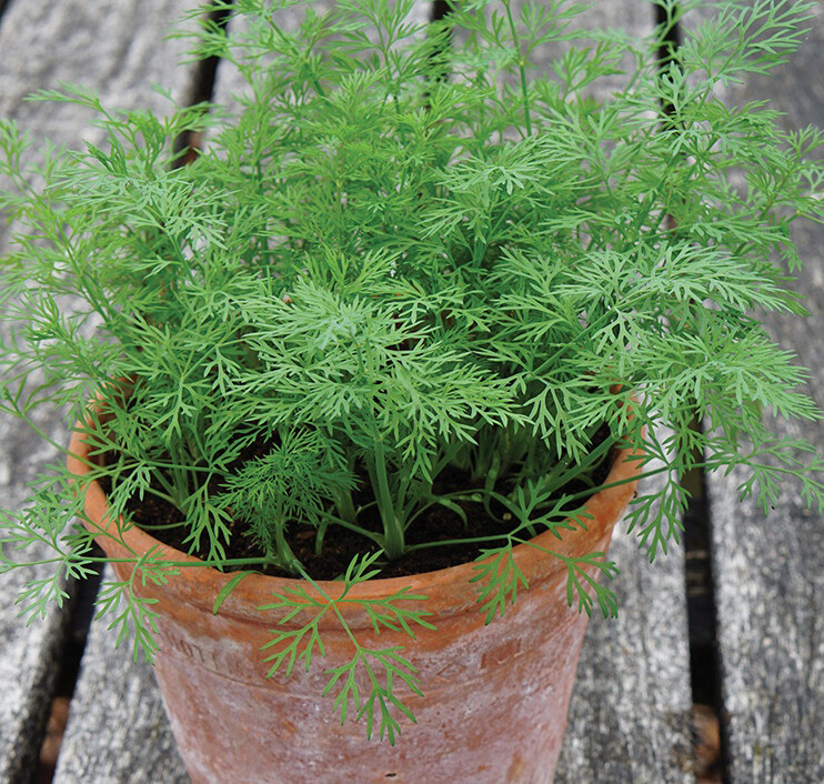 200+ Bouquet Dill Seeds(Anethum graveolens)Fresh Garden Herb USA