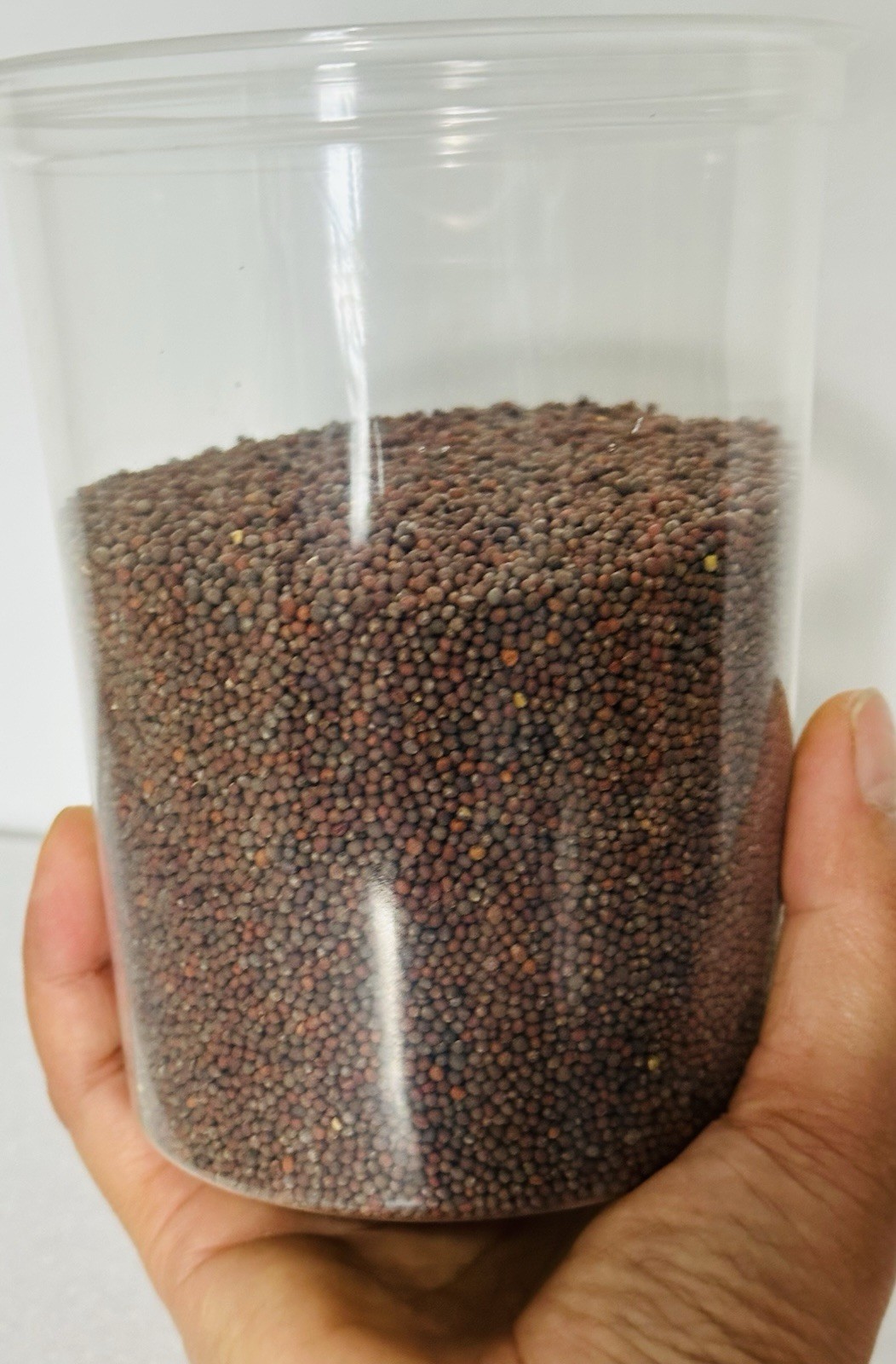 Organic non-GMO Waltham 29 Broccoli Seeds Sprouting Sprouts Microgreens 1 pound