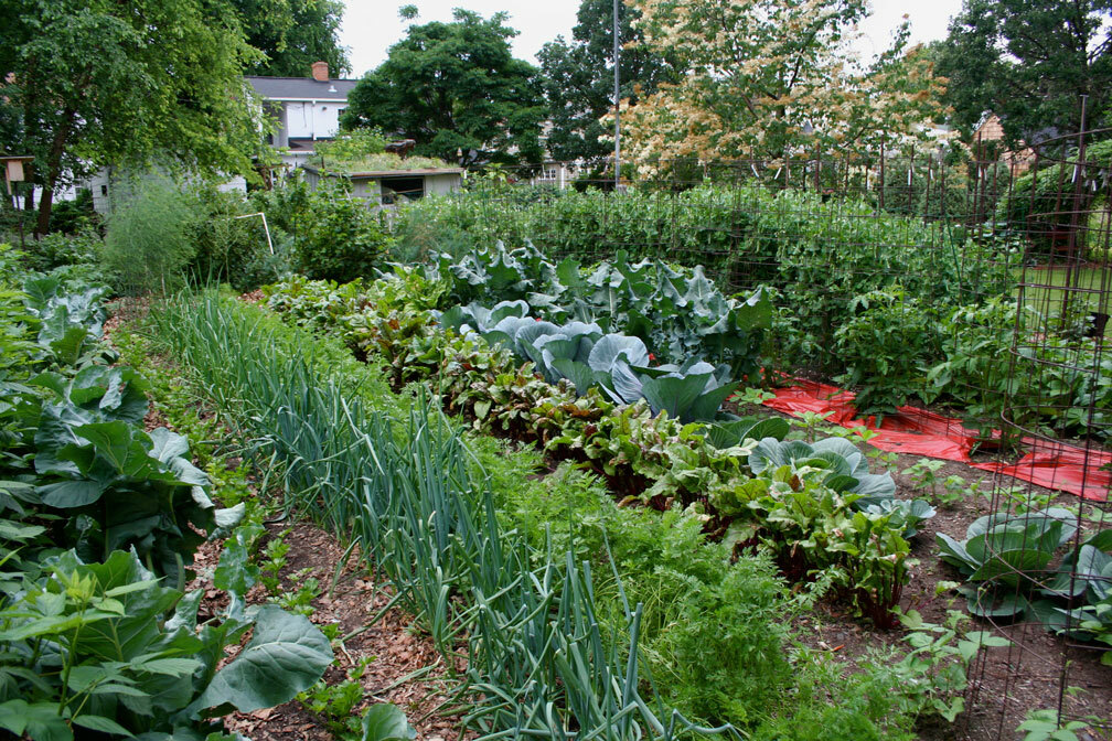 1/4 Million Veggie, Fruit & Sprout Seeds Survival/Garden+ $30 Herb Pack