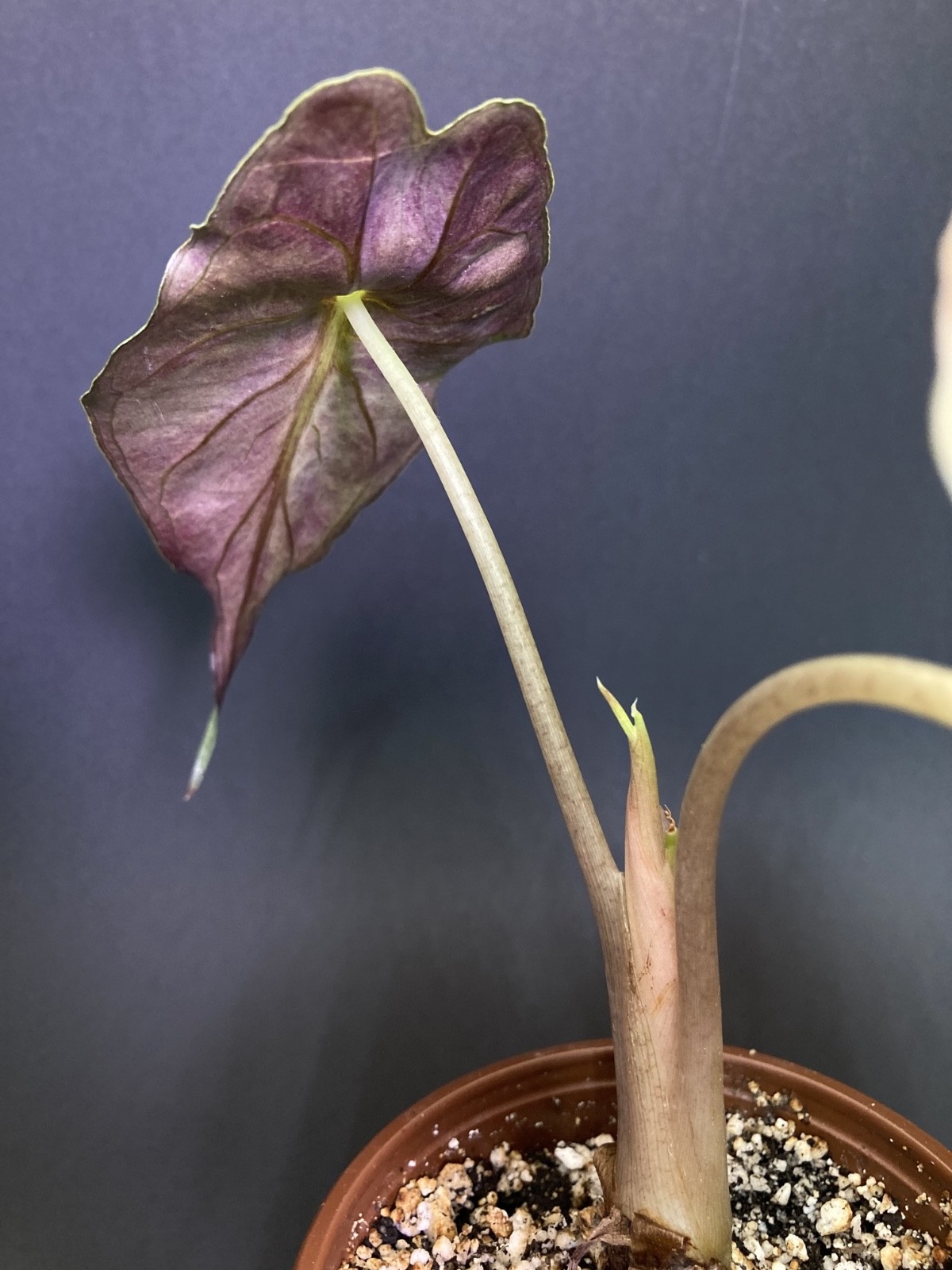 🌿 Alocasia Venom G1 | House of Soleb Green Label Release 🌿