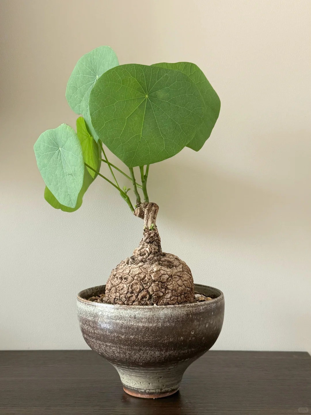 Stephania Pierrei Bulb, Climbing Plant for Home Decor (Only Bulb)