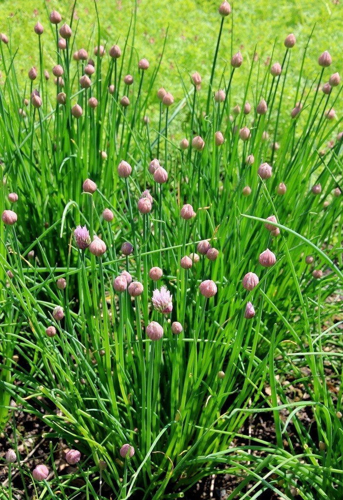 Chives (Common) 200 – 4k – 14k /2 Oz Seeds Herb Mild Onion Flavor Purple Flowers