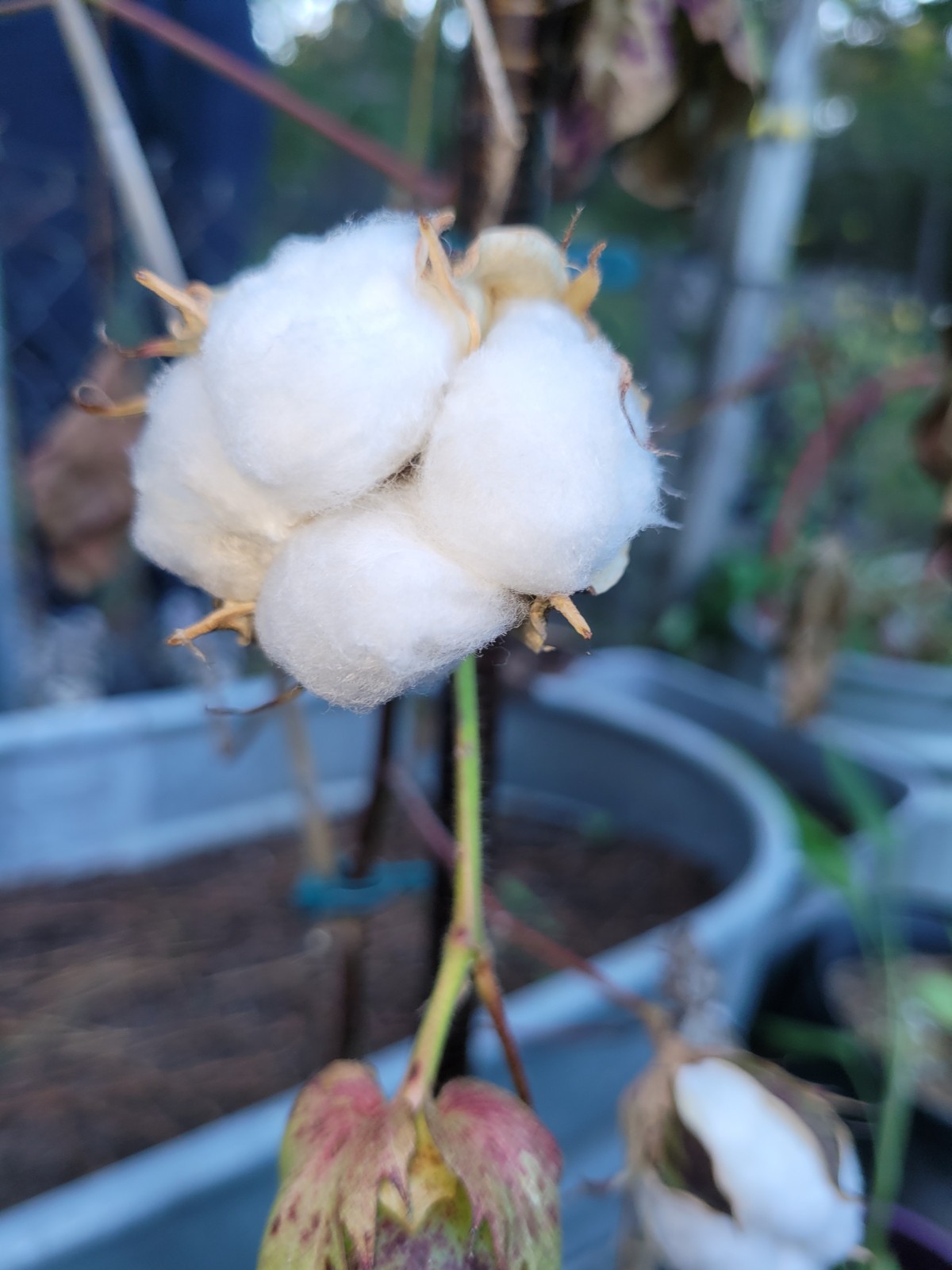 20 Organic South Carolina Grown Cotton Seeds Heirloom~Non-GMO~USA Easy To Grow