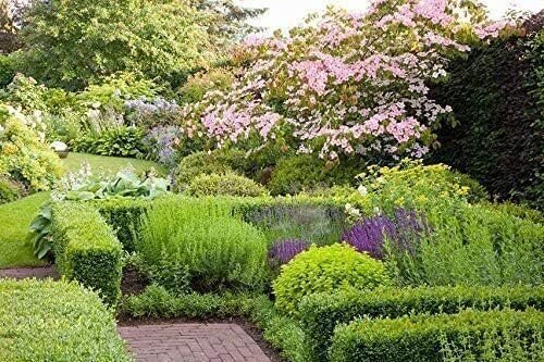 Green Mountain Boxwood – Live Plants – Buxus – Fast Growing Cold Hardy Formal…